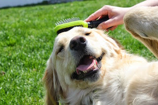 Grooming Supplies