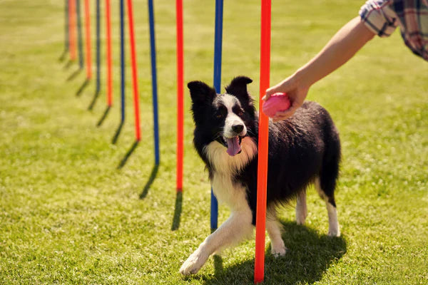 Pet Training