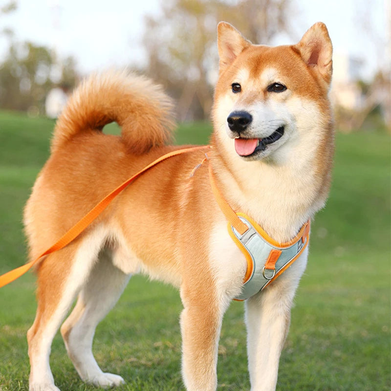 Adjustable Dog Harness for Small Dogs Cat Reflective Dog Harness and Leash Set Breathable Pet Harness Puppy Vest Dog Accessories